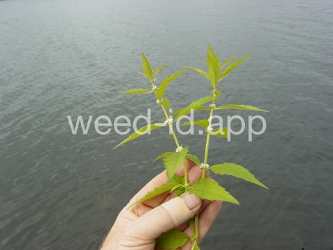 bugleweed, rough